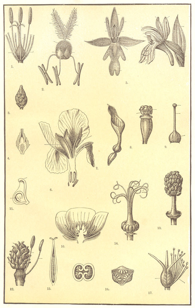 FLOWER MORPHOLOGY. Bulrush Grass Orchid Iris Aristolochia Gentian Violet 1907